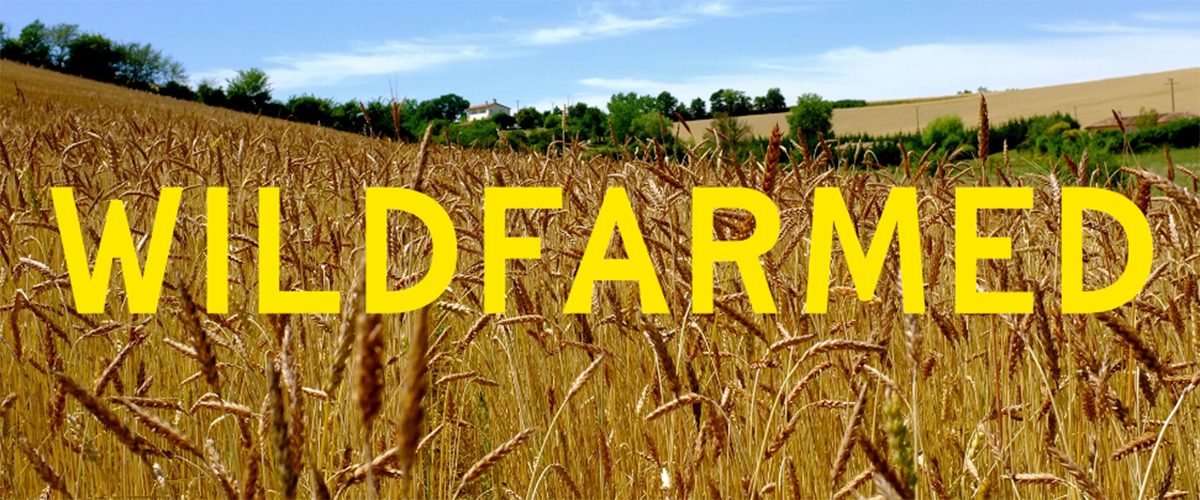 Wildfarmed written across image of a wheat field.