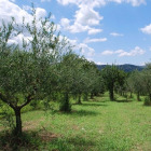 Pomora Antonio's Extra Virgin Olive Oil - Nouvo, 250ml (limited supply) by Pomora