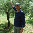 Pomora Antonio's Extra Virgin Olive Oil - Nouvo, 250ml (limited supply) by Pomora