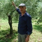 Pomora Antonio's Extra Virgin Olive Oil, 250ml by Pomora