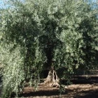 Pomora Carmelo's Extra Virgin Olive Oil - Nuovo, 250ml by Pomora