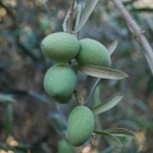 Pomora Extra Virgin Olive Oil - Chilli Flavoured, 250ml by Pomora